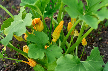 Zucchini grow in the garden, zucchini have begun to bloom with yellow flowers, this means there will be a harvest soon, an agricultural scene