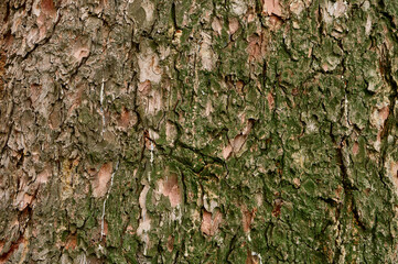 The bark of an old pine tree, photographed in close-up, the chaotic texture is clearly visible, green moss grows on part of the surface, beautiful natural texture