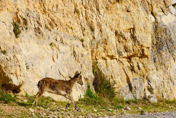 Wild mountain goat on rock in Spain