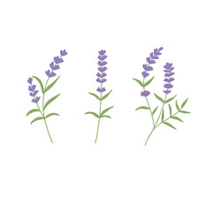 Lavender blossom in different forms. Aroma herb for aromatherapy, cosmetics, skin care. Hand drawn vector illustration.