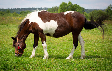 Naklejka na ściany i meble Spotted horse with white and brown