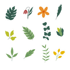 flowers and leaves collection