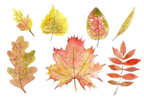 Fall Leaves Png Images – Browse 92,542 Stock Photos, Vectors, and Video