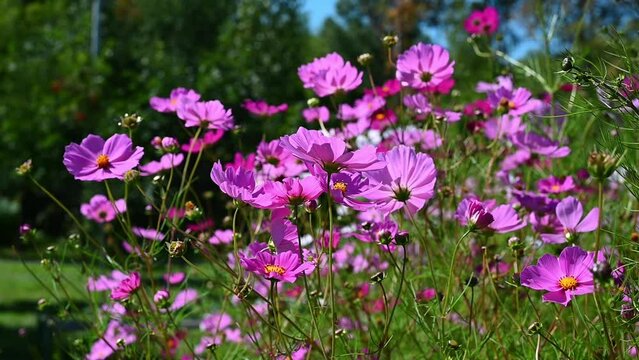 Bright pink and purple flowers cosmos swaying by gentle breeze in the sunlight outdoors