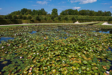 View over a pond in a park in Bayreuth/Germany covered with blooming water lilies