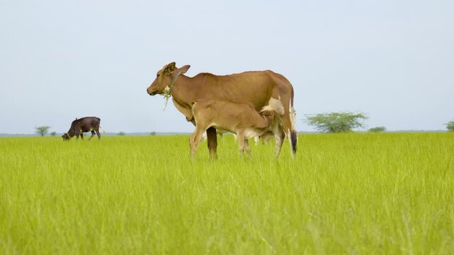 cow giving milk to calf
