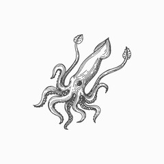 Calamari squid aquatic creature with tentacles and suckers, giant mollusk isolated monochrome sketch icon. Vector marine armhooked squid underwater animal. Raw seafood, wildlife nautical aquatic squid