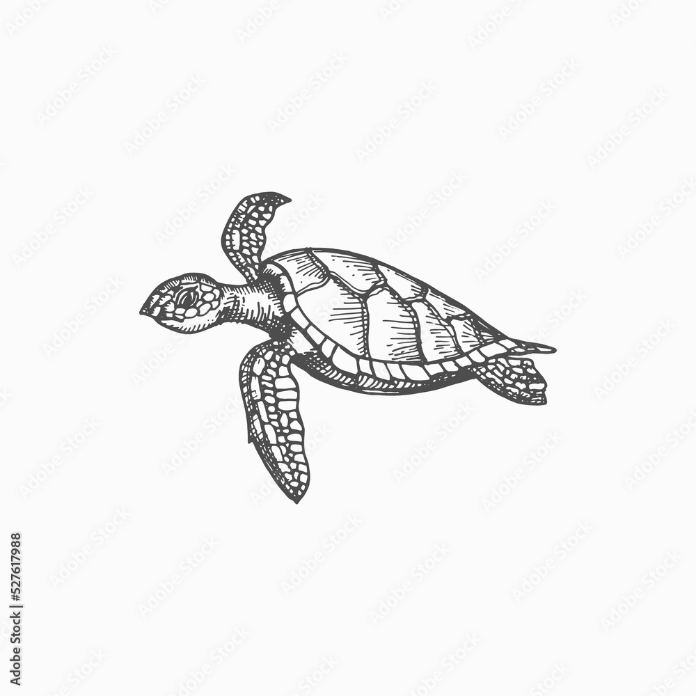 Wall mural turtle isolated chelonia mydas endangered marine animal monochrome sketch icon. vector sea tortoise 