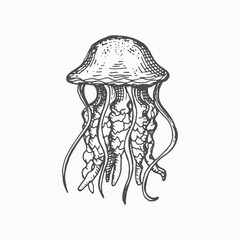 Sea jellyfish isolated medusa monochrome sketch icon. Vector swimming marine creature, sea jellies Pacific nettle. Cubozoa box jellyfish, underwater animal, deep ocean waters sealife character