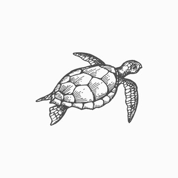 Leatherback sea turtle isolated marine underwater animal monochrome sketch icon. Vector aquatic wildlife lute or leathery turtle. Luth, largest of all living tortoise, tribal loggerhead creature