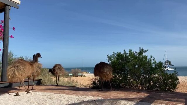 Wild emus walking in nature with beach in the background in Western Australia