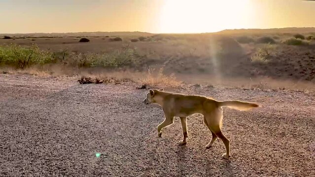 Wild Dingo walking on the road in empty desert at sunset time with sun behind