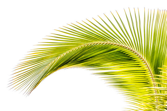 palm tree leaves on white background 