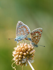 Common Blue Butterfly Mating on Seed Head