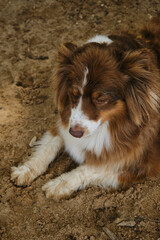 Australian Shepherd red tricolor on vacation. Dog was tired after active walk and games and lay down to rest. Aussie lies and falls asleep in sand outside with eyes open. Top view.