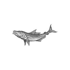 Walleye or yellow pike sea or ocean fish isolated monochrome sketch icon. Vector swimming exotic fish, fishery club mascot, pickerel fish seafood. Marine animal aquafarming, fishing trophy predator