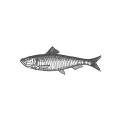 Salted or live herring fish isolated monochrome sketch icon. Vector Atlantic herring, sea or ocean underwater animal, seafood drawing. Fishery sport mascot, oily sardine, baltic iwashi fish
