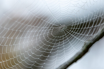 A spider web with water drops in the morning