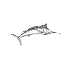 Swordfish icon isolated long toms fish monochrome sketch. Vector long toms marlin, broadbill saltfish with long flattened snout. Predatory game fish wit flat bill, Xiphiidae marine underwater animal