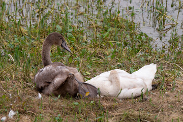 Cygne tuberculé, .Cygnus olor, Mute Swan