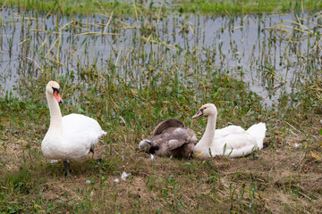Cygne tuberculé, .Cygnus olor, Mute Swan