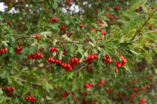 Aubépine, Crataegus Monogyna