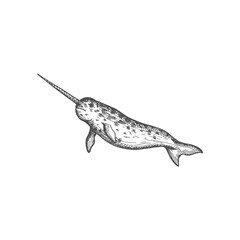 Narwhal or narwhale underwater marine animal, big fish with sharp nose. Vector Monodon monoceros aquatic mammal, wildlife creature. Medium-sized toothed whale isolated monochrome sketch icon © Vector Tradition
