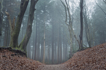 Obraz premium Trail through a spooky misty forest on a moody foggy winters day. Horizontal cold dark mysterious landscape with trees in mist and a magical atmosphere. Horror concept
