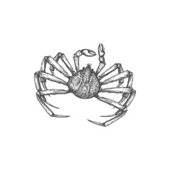 Sea or ocean crab isolated marine animal monochrome sketch icon. Vector swimming crab, exoskeleton and pair of pincers, underwater character. Fresh or boiled, Crustacean with claws and shell, seafood