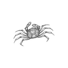 Underwater small crab with pair of pincers isolated marine animal monochrome sketch icon. Vector fresh or boiled, swimming crab with thick exoskeleton.Crustacean with claws and shell, exotic seafood
