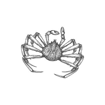 Sea Or Ocean Crab Isolated Marine Animal Monochrome Sketch Icon. Vector Swimming Crab, Exoskeleton And Pair Of Pincers, Underwater Character. Fresh Or Boiled, Crustacean With Claws And Shell, Seafood