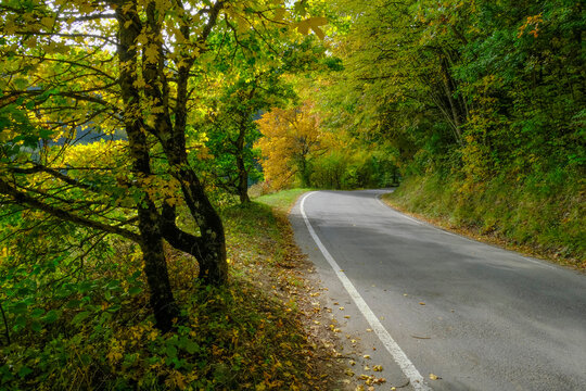 road in autumn forest. Autumn nature. Parco natural regionale dei Boschi di Carrega, Emilia-Romagna, Italy
