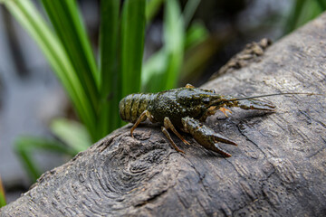 The small crayfish move on  the tree against background. Crayfish on the fallen wood