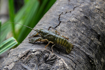 The small crayfish move on  the tree against background. Crayfish on the fallen wood