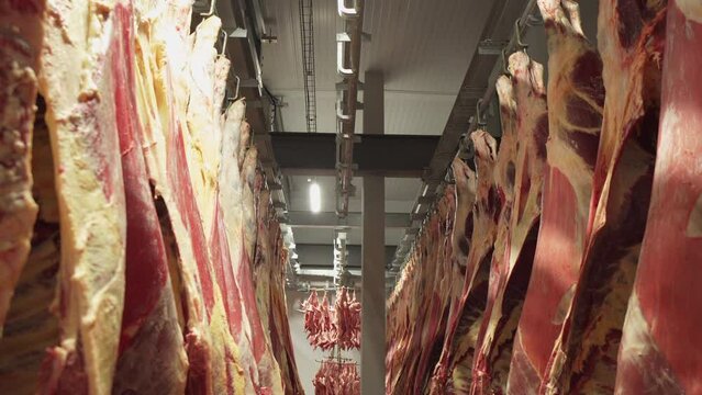 Chilled carcasses of animal cows hang in the meat freezing shop.