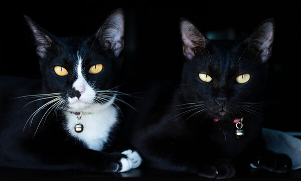 Portrait two black cat on black background