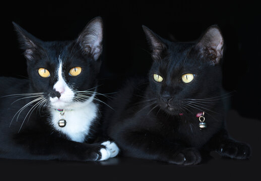 Portrait two black cat on black background