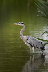 Grey heron resting after flying around