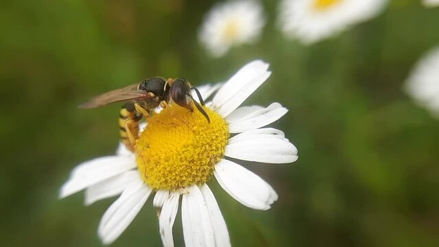 A wasp on a daisy in close-up. Slow motion video.
