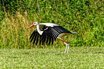 cigogne