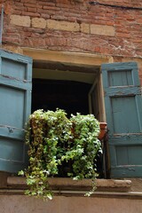 Fototapeta na wymiar flower pot in the window with hanging ivy, wooden green shutters, old brick house with an old window, potted plants, greenery in the building's window