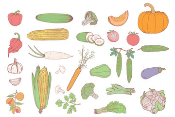 colorful vegetable illustration design, fresh vegetable design.