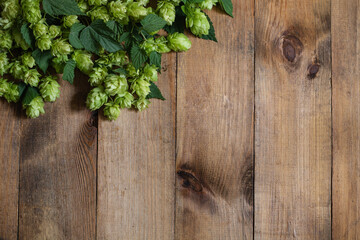 Wooden background. Sprigs of fresh green hops on rustic old wooden boards. Copy space.
