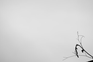 Low Angle View Of Plant Against Clear Sky