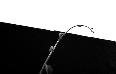 silhouette of a plant standing on a wall
