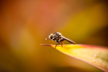 fly on leaf