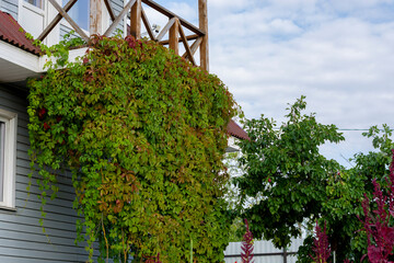 A tree-like vine of wild grapes in the garden. Green leaves cover the facade of the house.