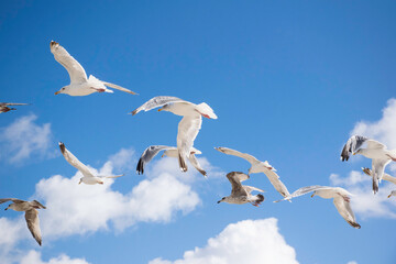 group off flying seagulls with blue sky background and white clouds. Ocean scene flying flock birds. Soaring gulls, nautical background. 