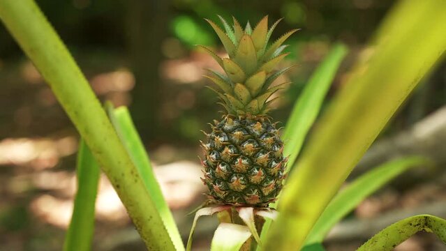 Pineapple fruit growing in the tropical jungle wildlife park. Beauty in nature concept