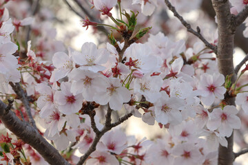 春の訪れを告げる桜